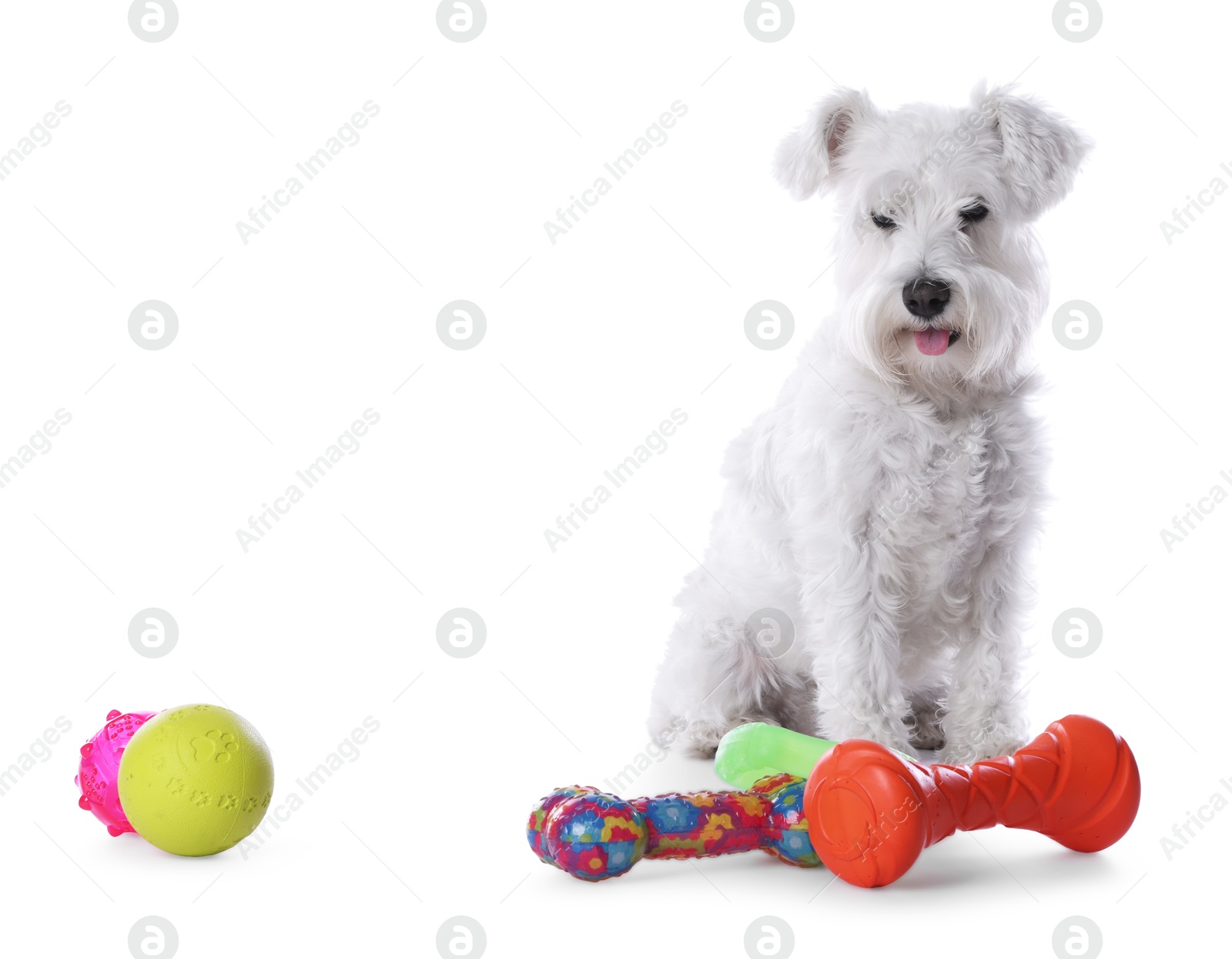 Photo of Cute dog with different toys on white background. Adorable pet