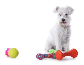 Photo of Cute dog with different toys on white background. Adorable pet