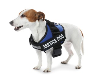 Photo of Service dog. Cute Jack Russell Terrier in vest isolated on white