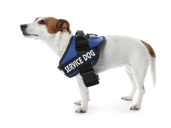 Photo of Service dog. Cute Jack Russell Terrier in vest isolated on white