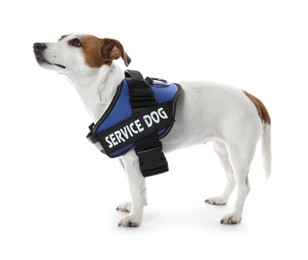 Photo of Service dog. Cute Jack Russell Terrier in vest isolated on white