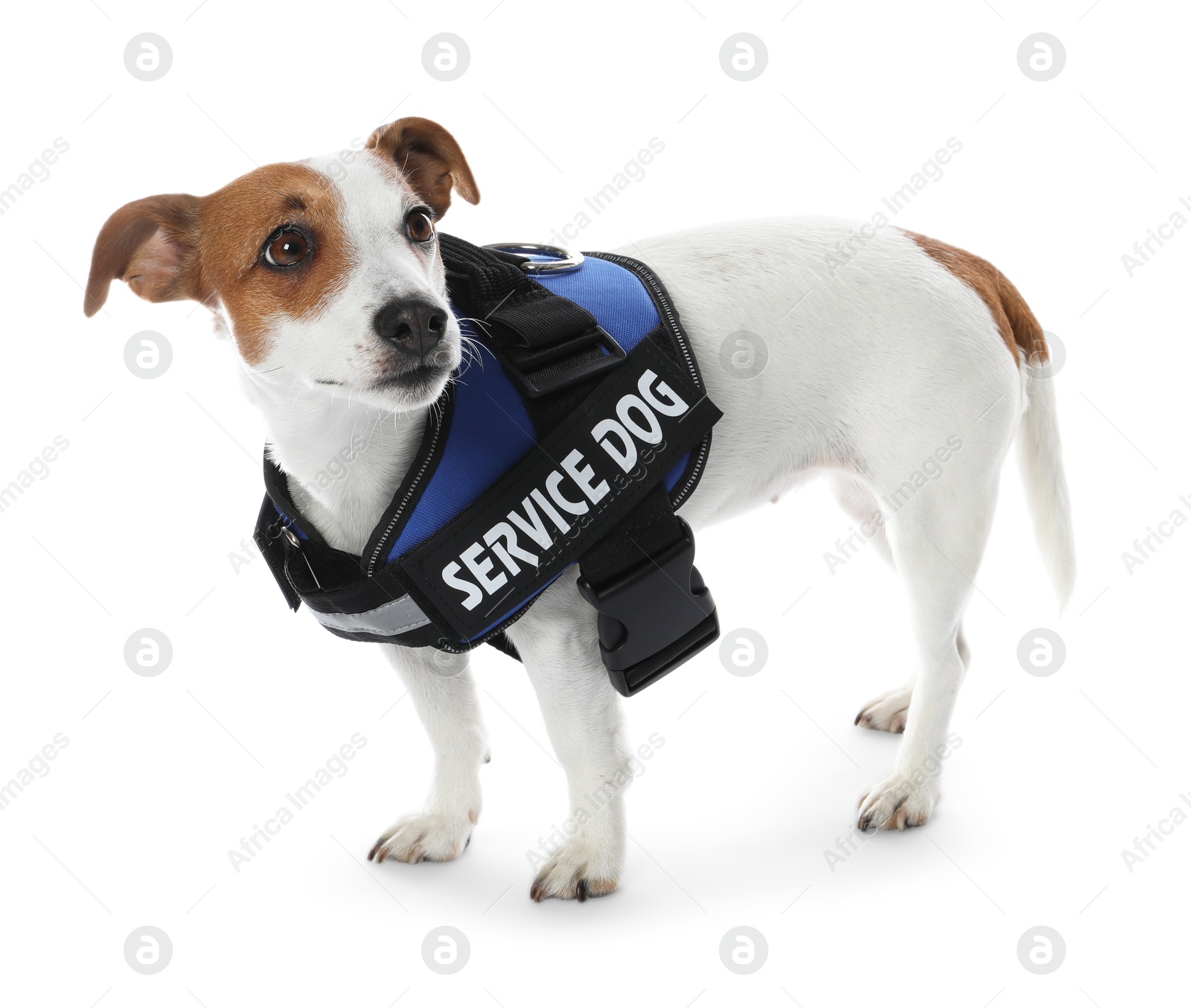 Photo of Service dog. Cute Jack Russell Terrier in vest isolated on white