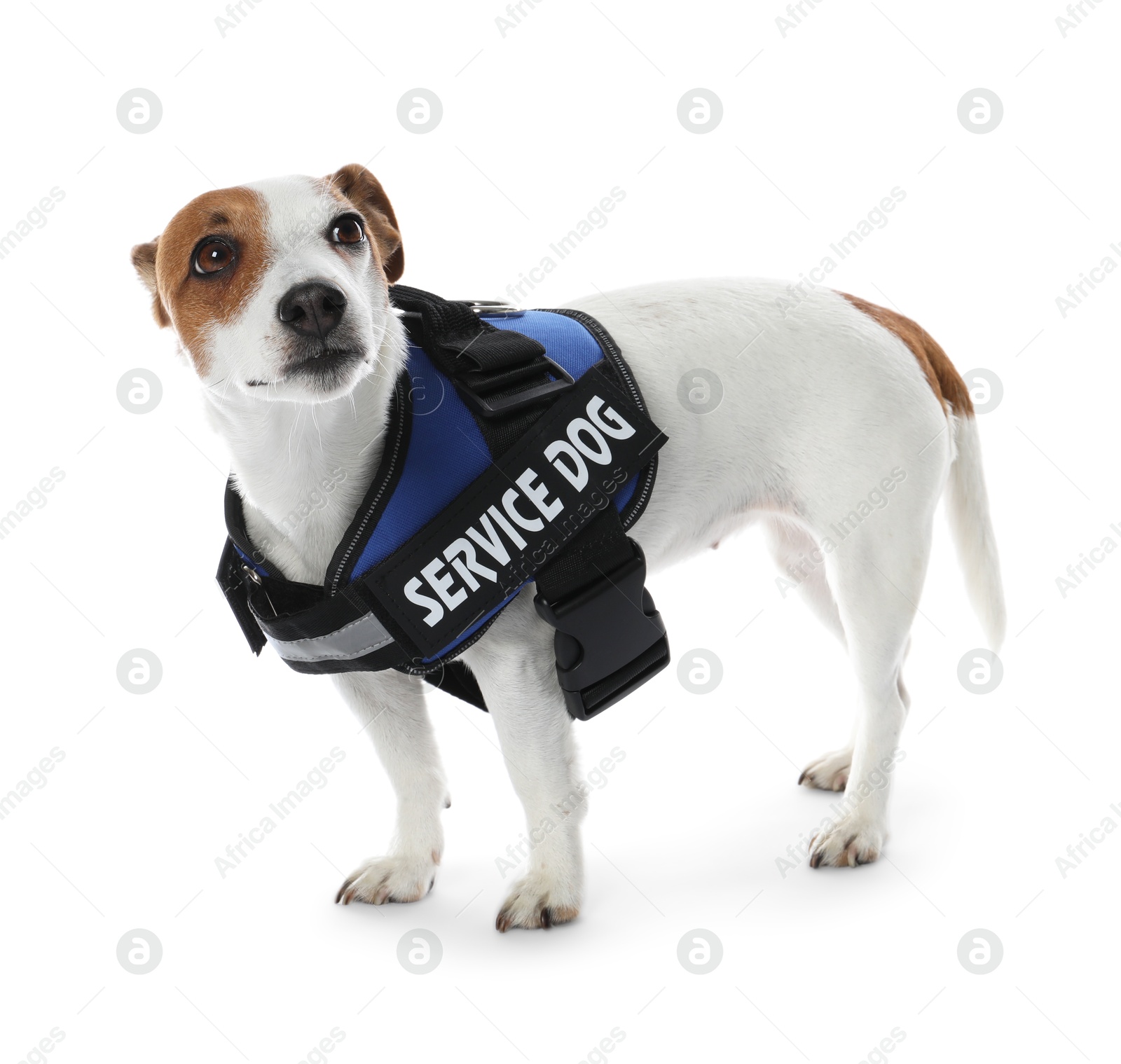 Photo of Service dog. Cute Jack Russell Terrier in vest isolated on white