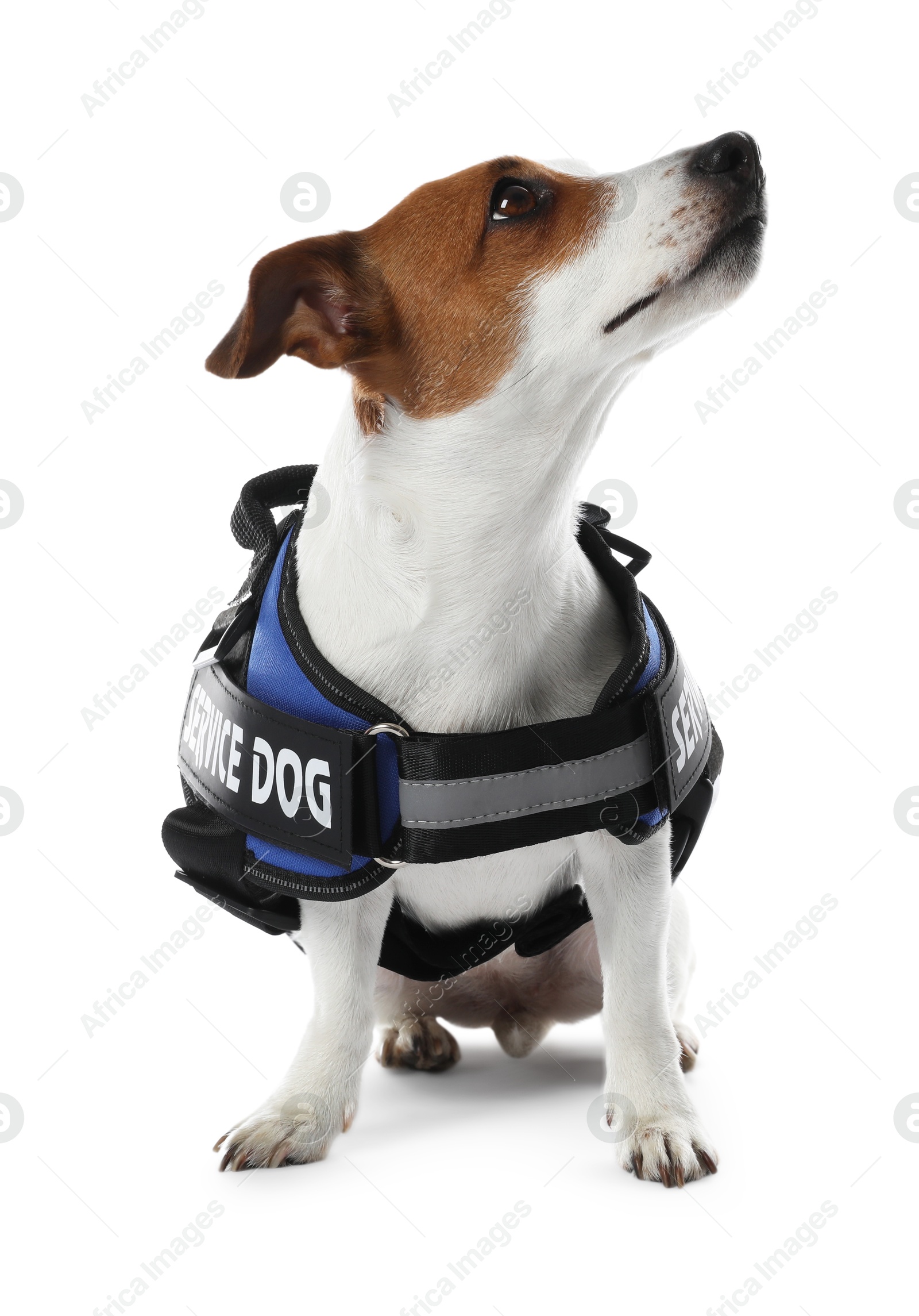 Photo of Service dog. Cute Jack Russell Terrier in vest isolated on white