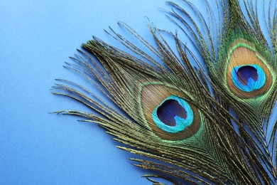 Photo of Two beautiful peacock feathers on blue background, above view