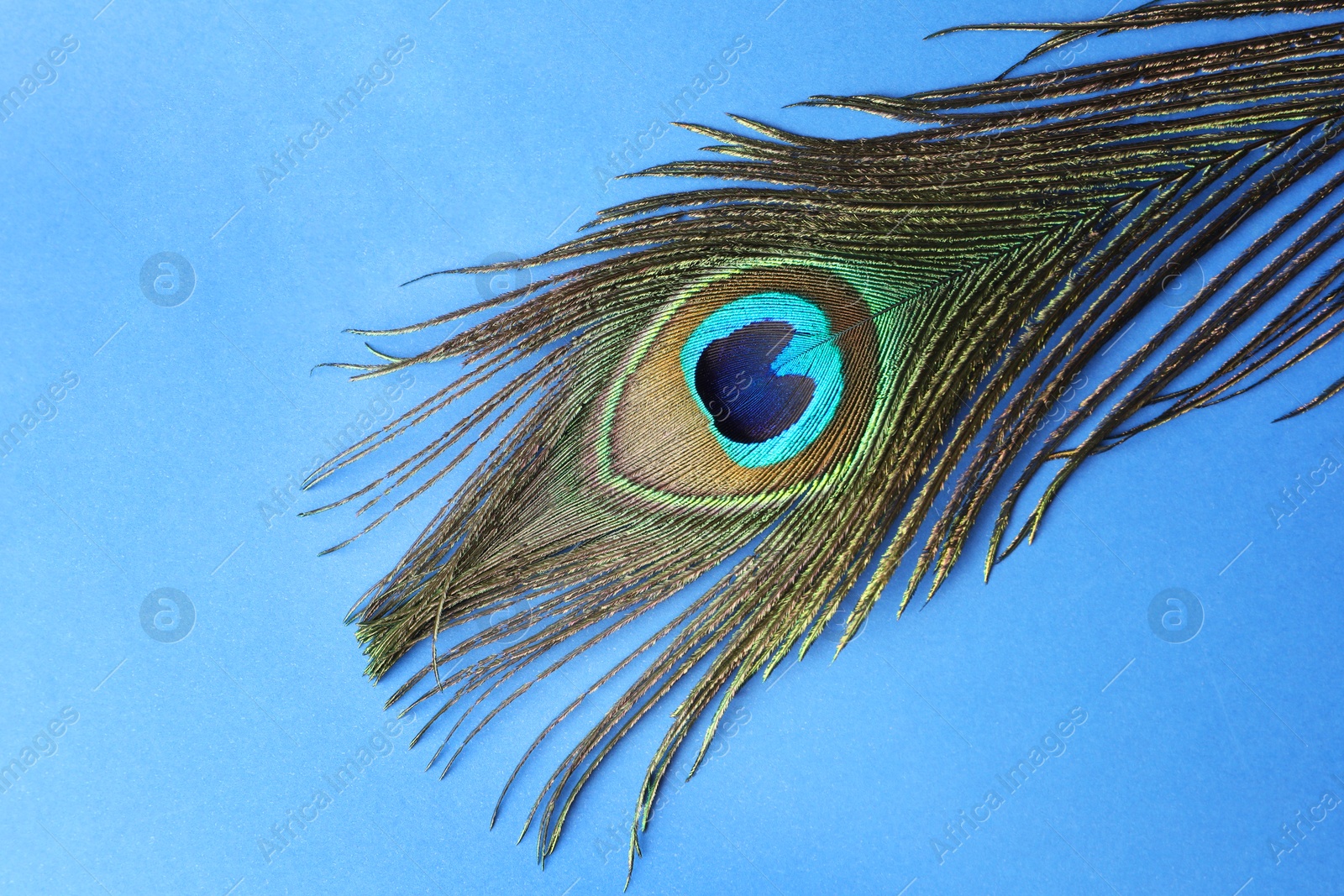 Photo of One beautiful peacock feather on blue background, top view