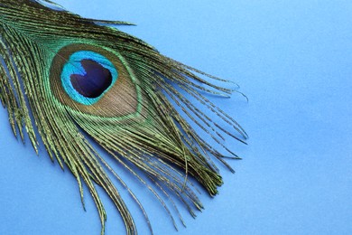 Photo of One beautiful peacock feather on blue background, top view. Space for text