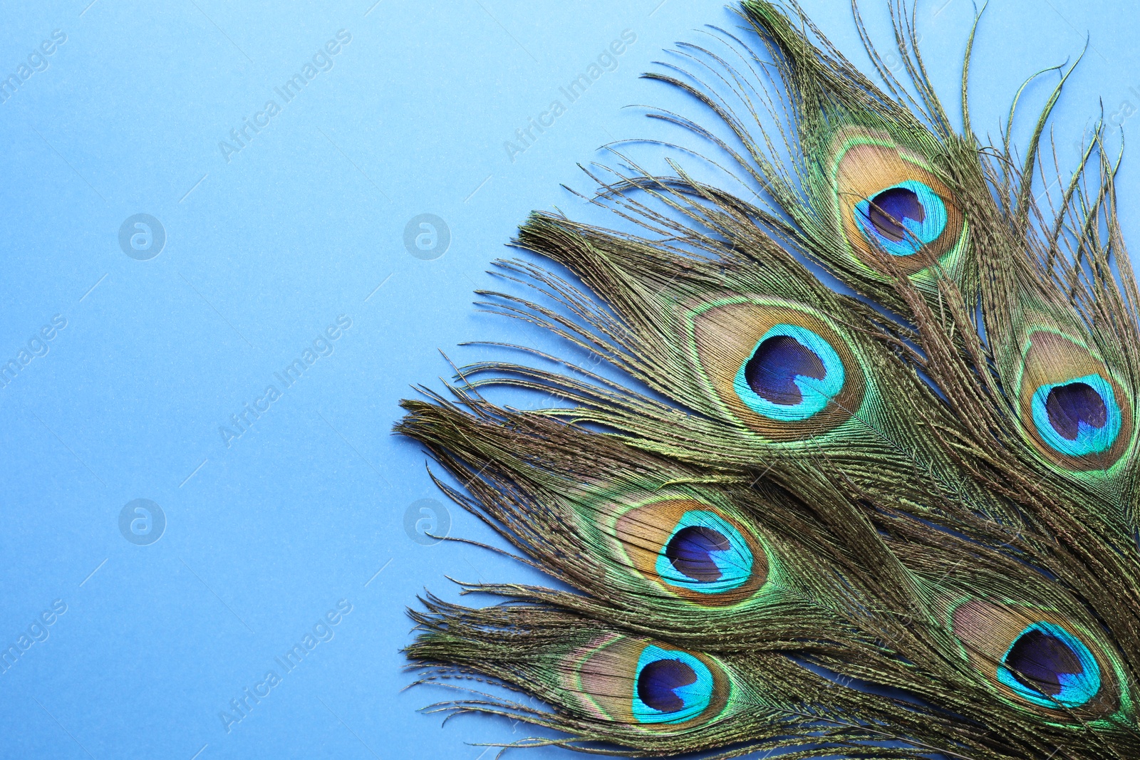 Photo of Many beautiful peacock feathers on blue background, top view. Space for text