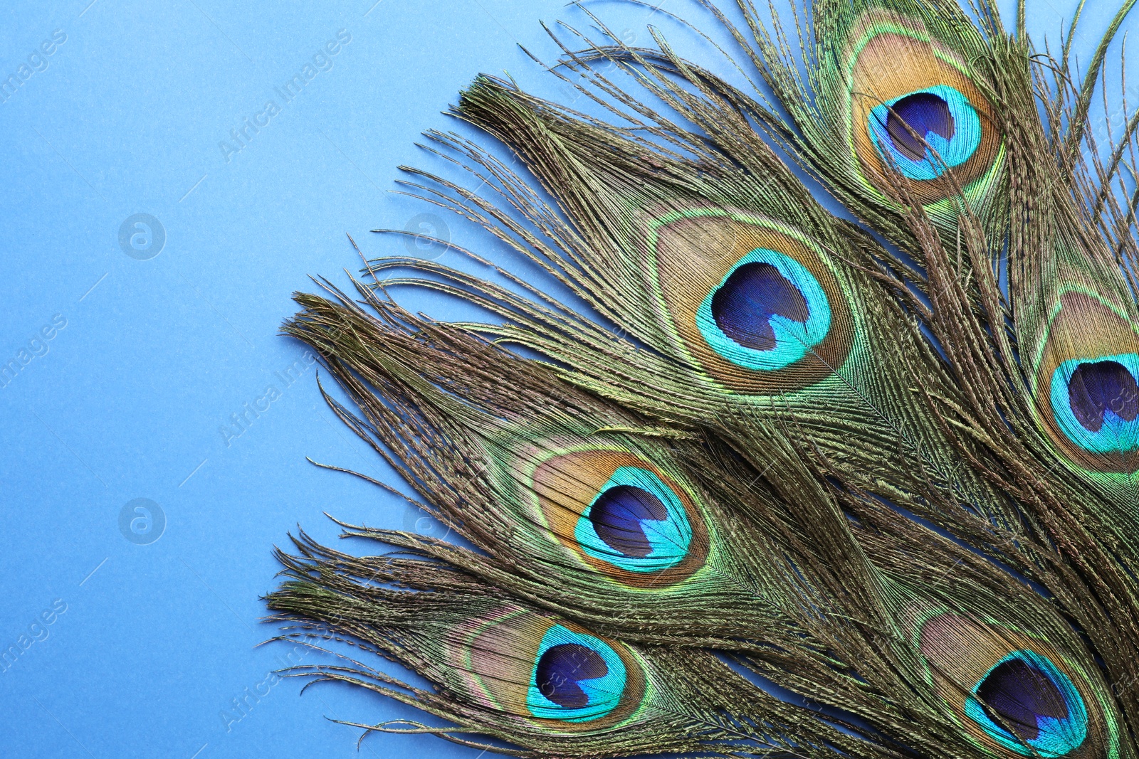 Photo of Many beautiful peacock feathers on blue background, top view