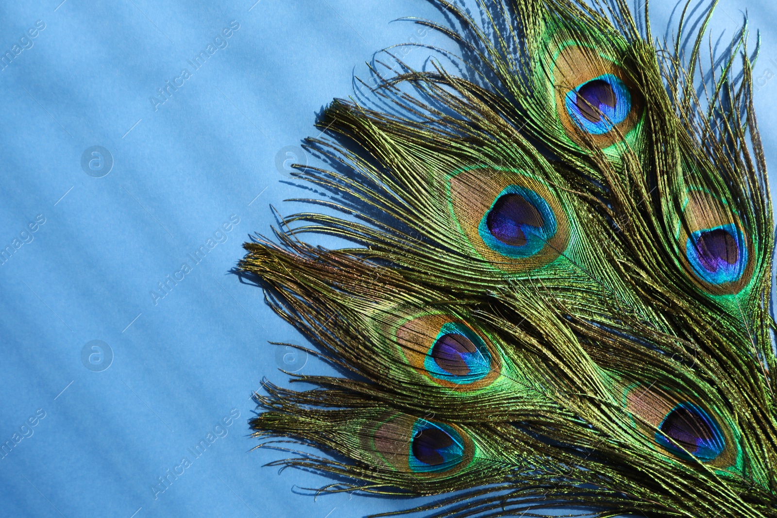 Photo of Many beautiful peacock feathers on blue background, top view. Space for text