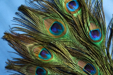 Photo of Many beautiful peacock feathers on blue background, top view