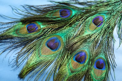 Photo of Many beautiful peacock feathers on blue background, closeup