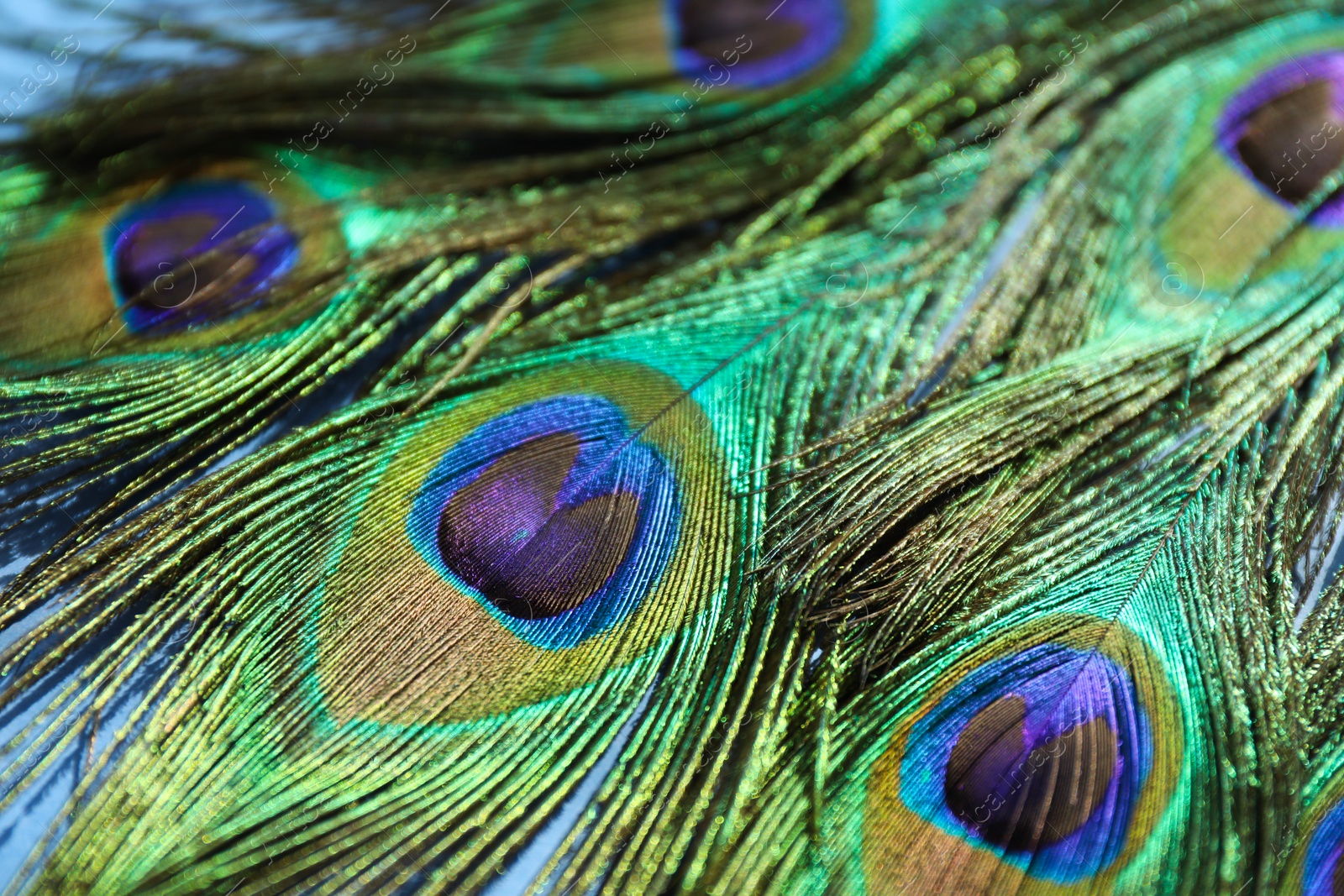 Photo of Many beautiful peacock feathers on blue background, closeup