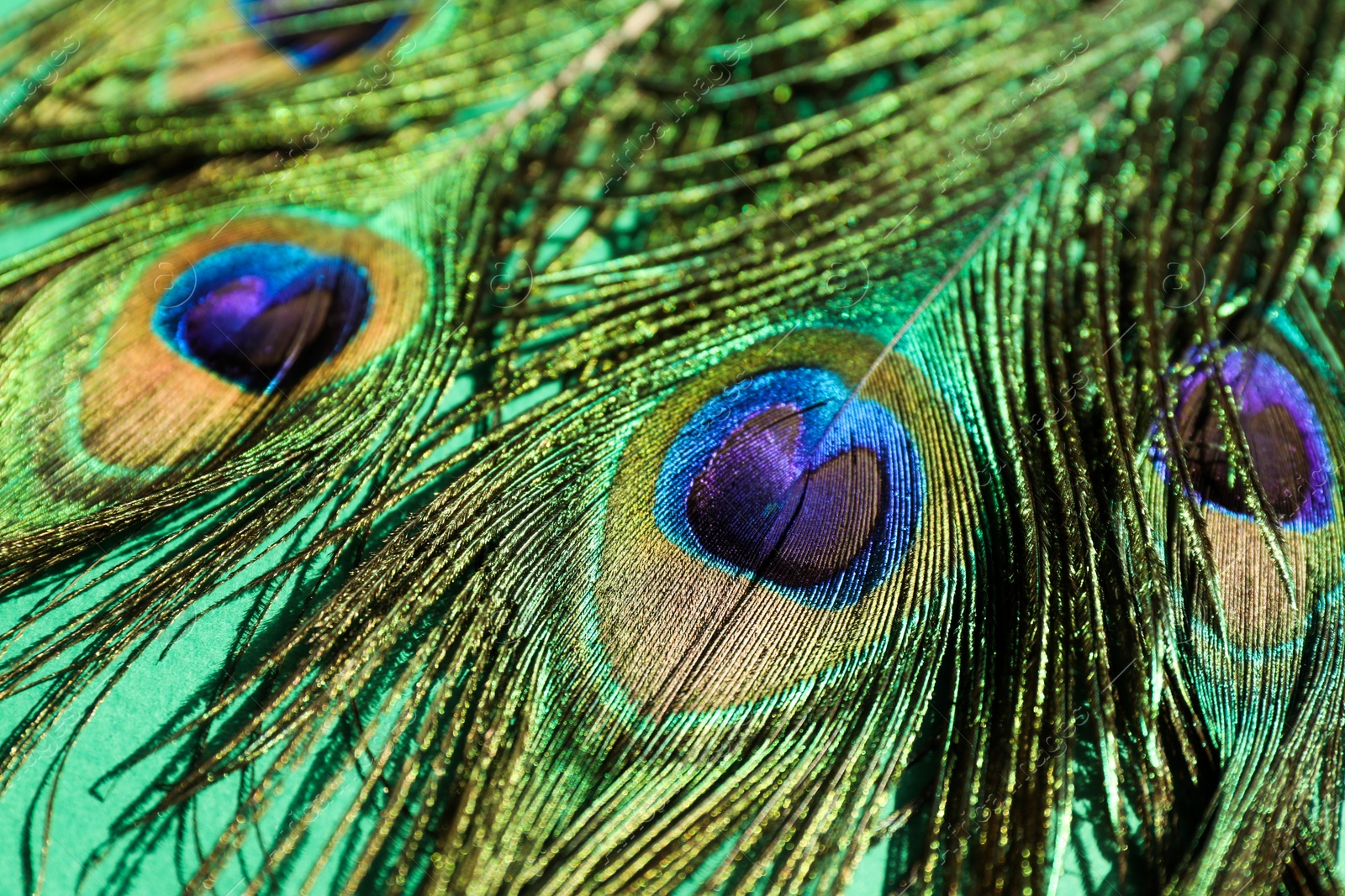 Photo of Many beautiful peacock feathers on turquoise background, closeup