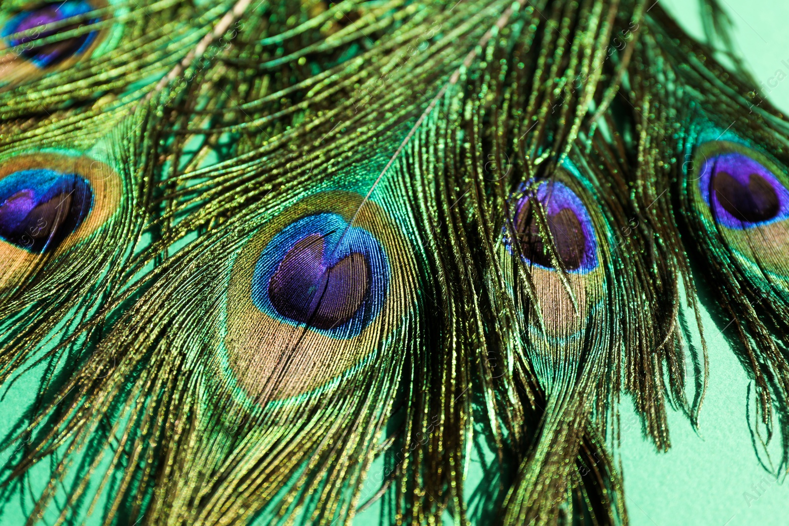 Photo of Many beautiful peacock feathers on turquoise background, closeup