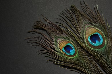 Photo of Two beautiful peacock feathers on black background, top view. Space for text