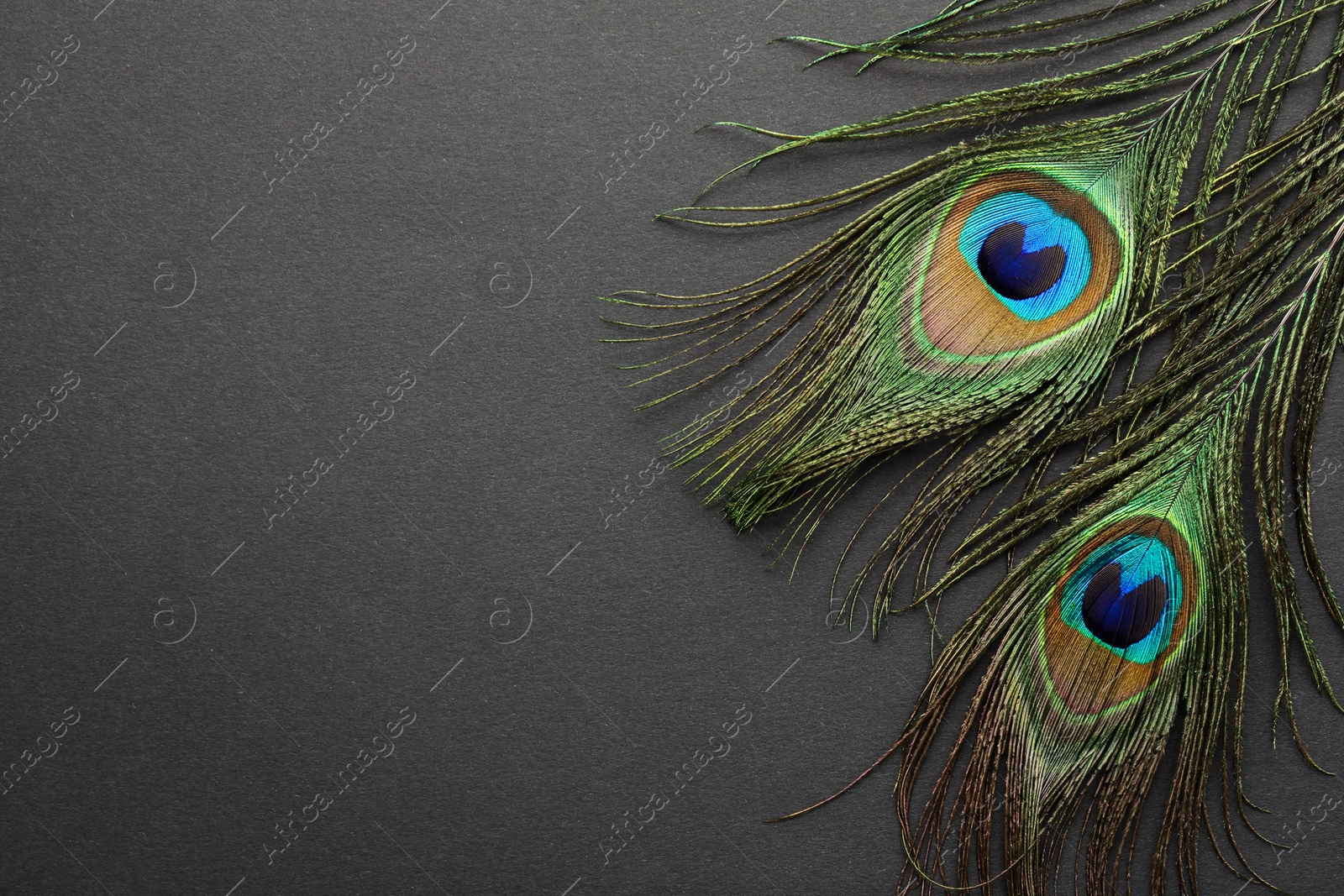 Photo of Two beautiful peacock feathers on dark grey background, top view. Space for text