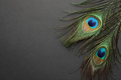 Photo of Two beautiful peacock feathers on dark grey background, top view. Space for text