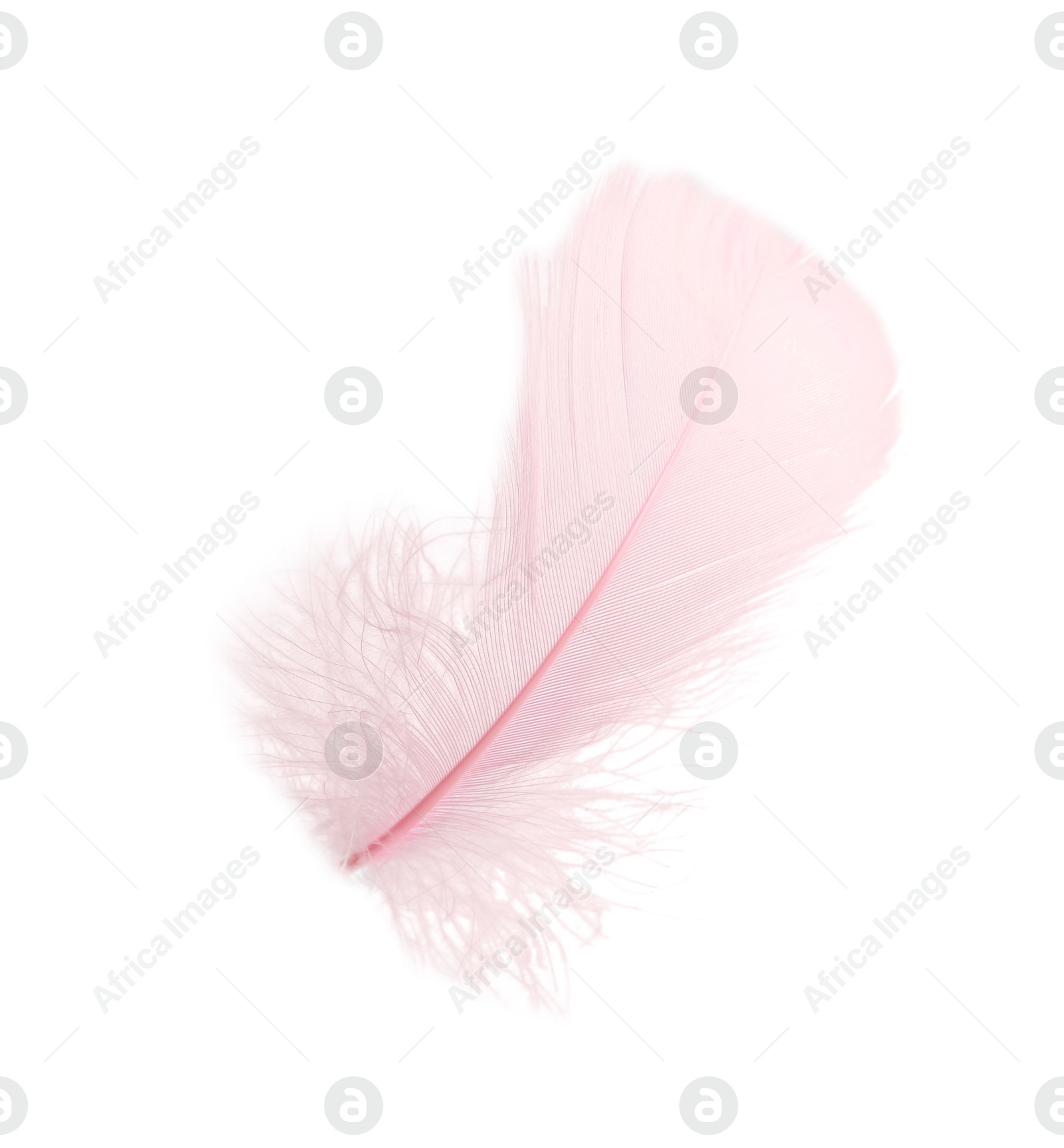 Photo of One fluffy pink feather isolated on white