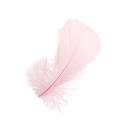 Photo of One fluffy pink feather isolated on white