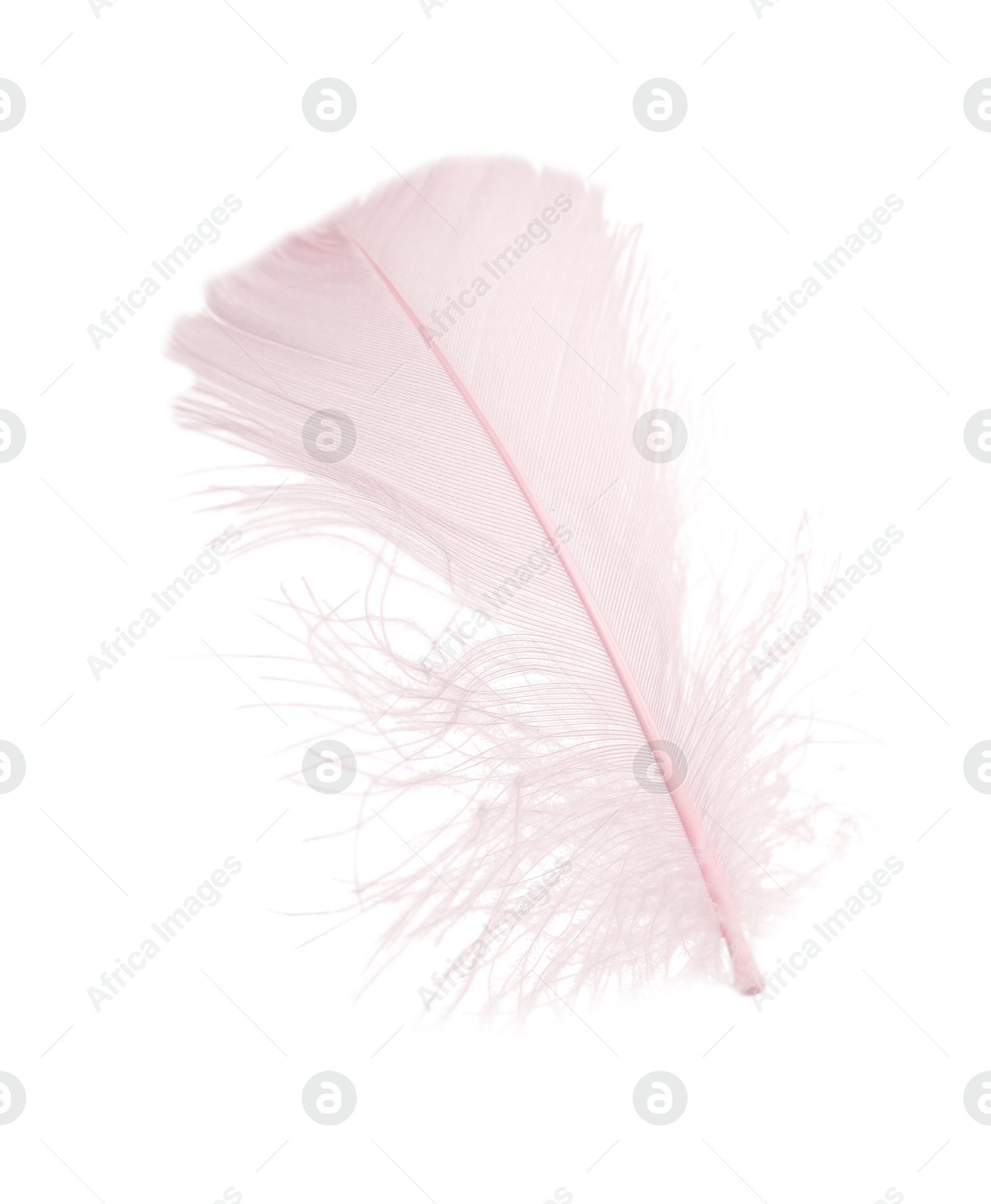 Photo of One fluffy pink feather isolated on white