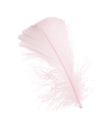 Photo of One fluffy pink feather isolated on white