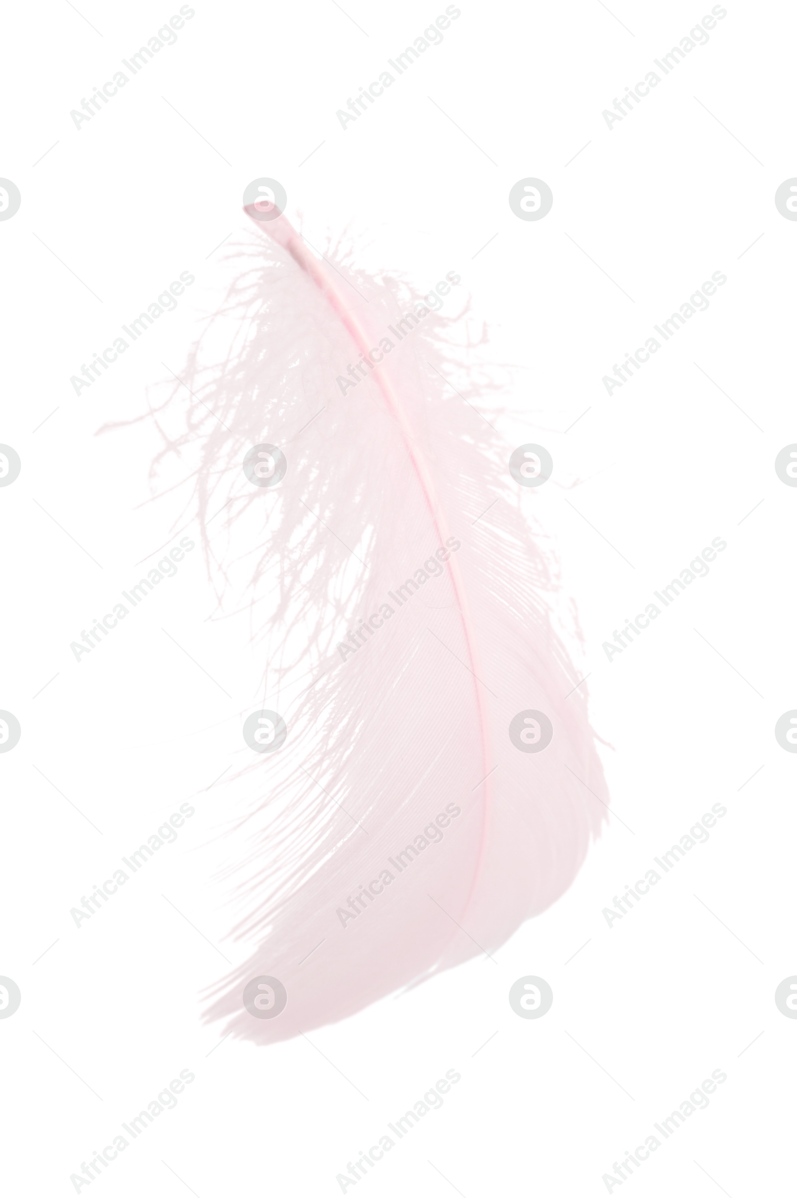 Photo of One fluffy pink feather isolated on white