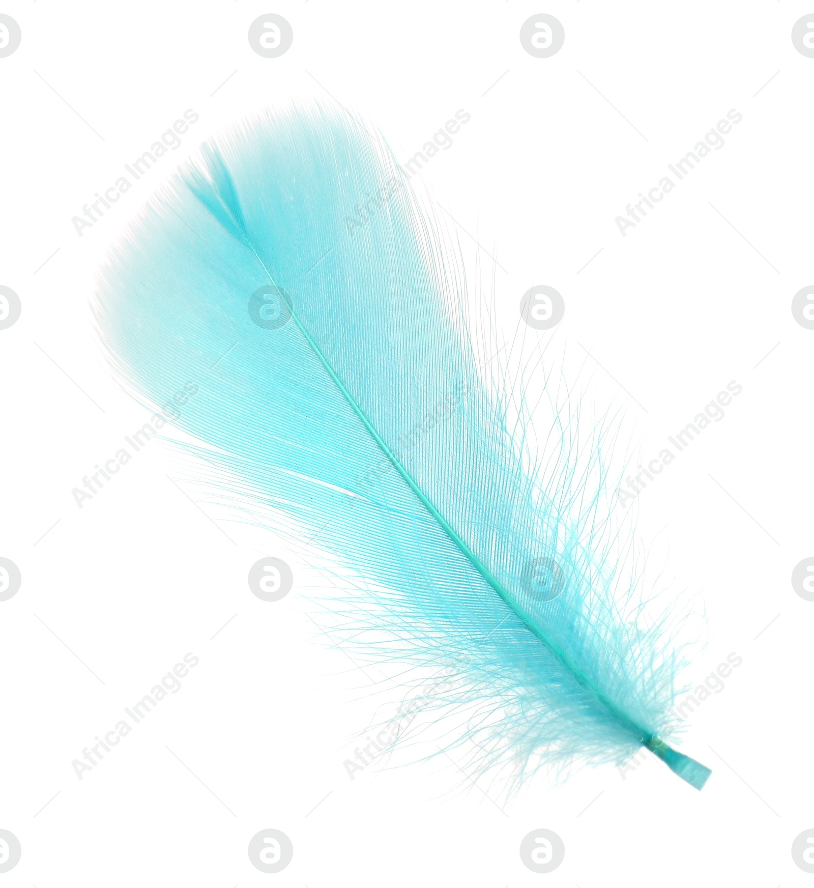 Photo of Fluffy light turquoise feather isolated on white