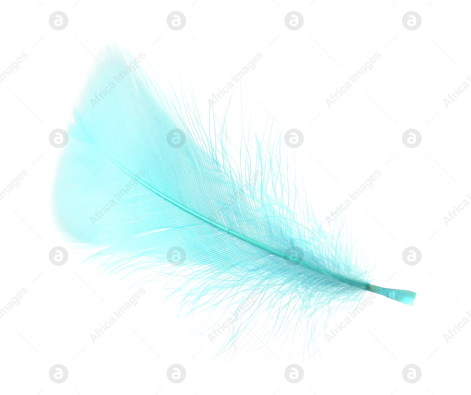 Photo of Fluffy light turquoise feather isolated on white