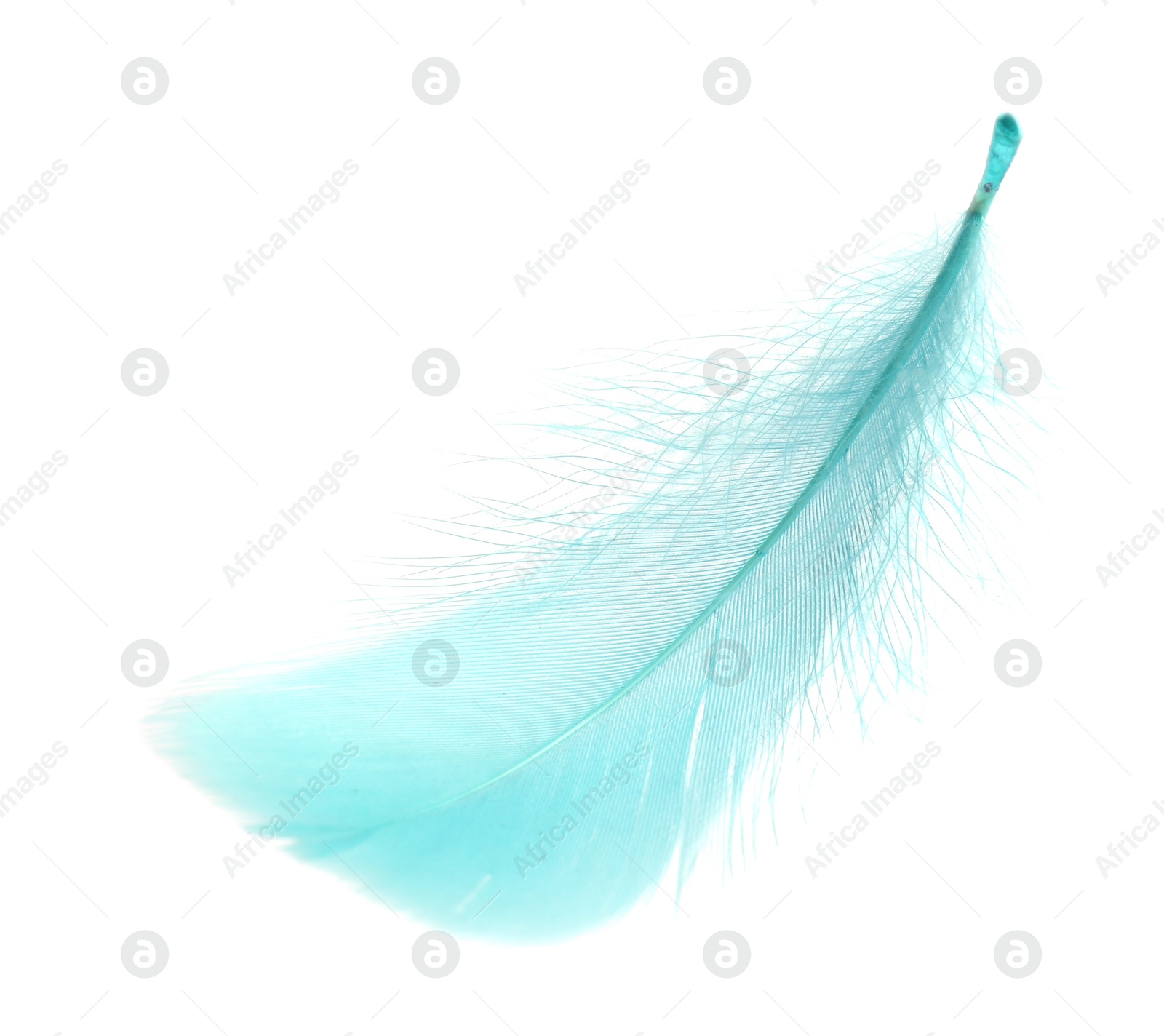 Photo of Fluffy light turquoise feather isolated on white