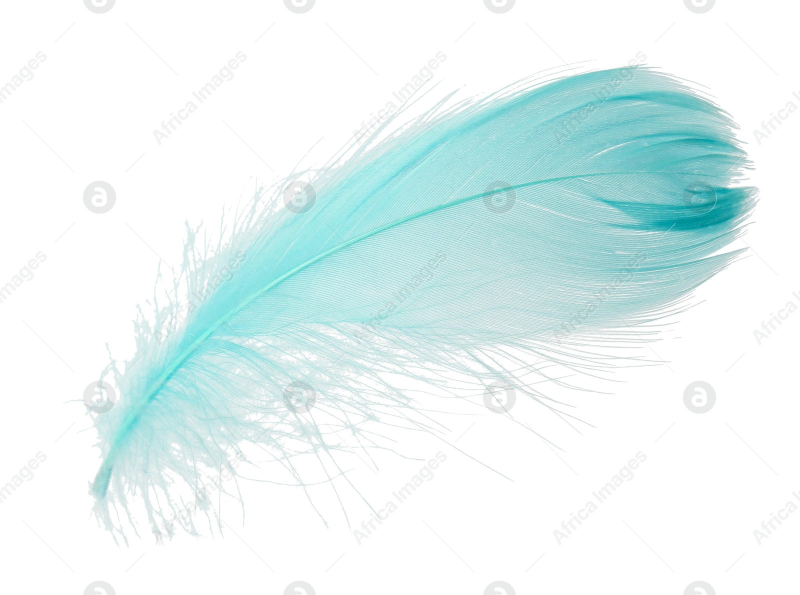 Photo of Fluffy light turquoise feather isolated on white