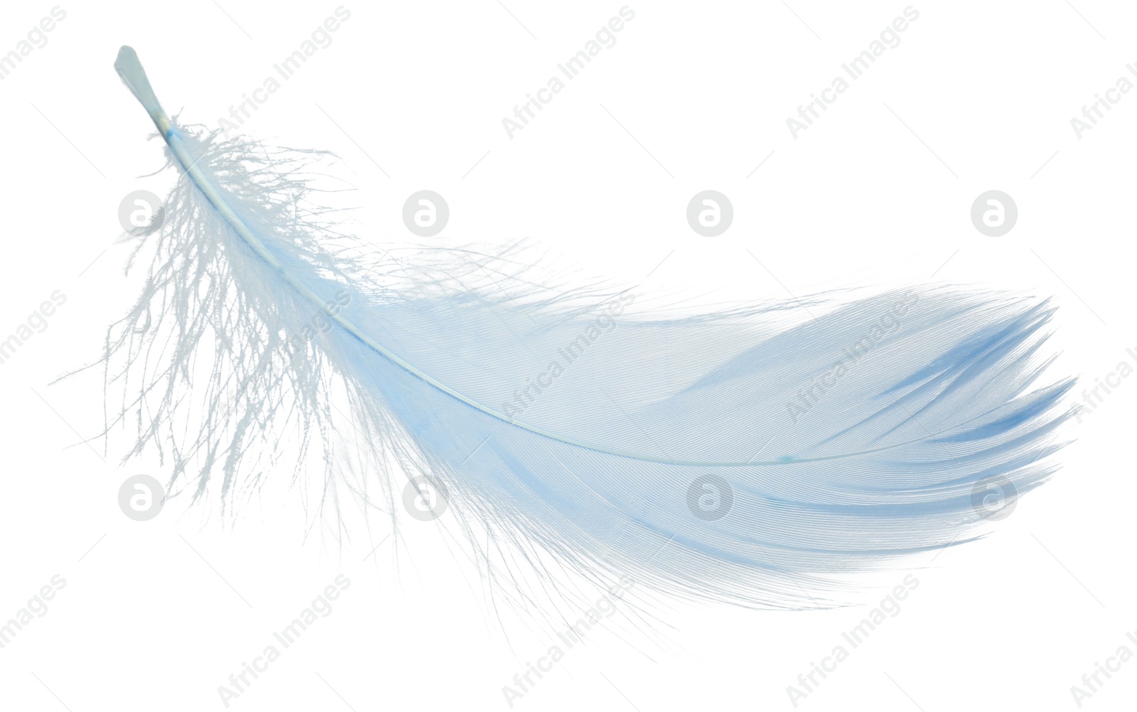 Photo of One fluffy light feather isolated on white