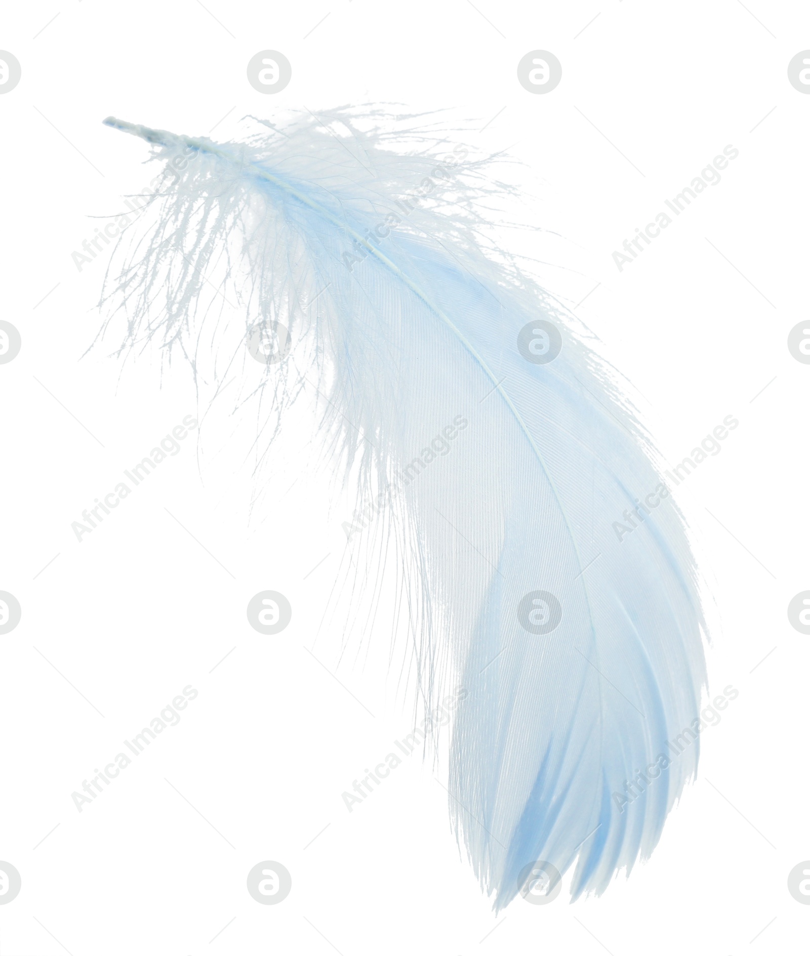 Photo of One fluffy light feather isolated on white