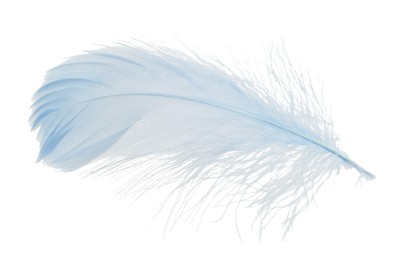 Photo of One fluffy light feather isolated on white