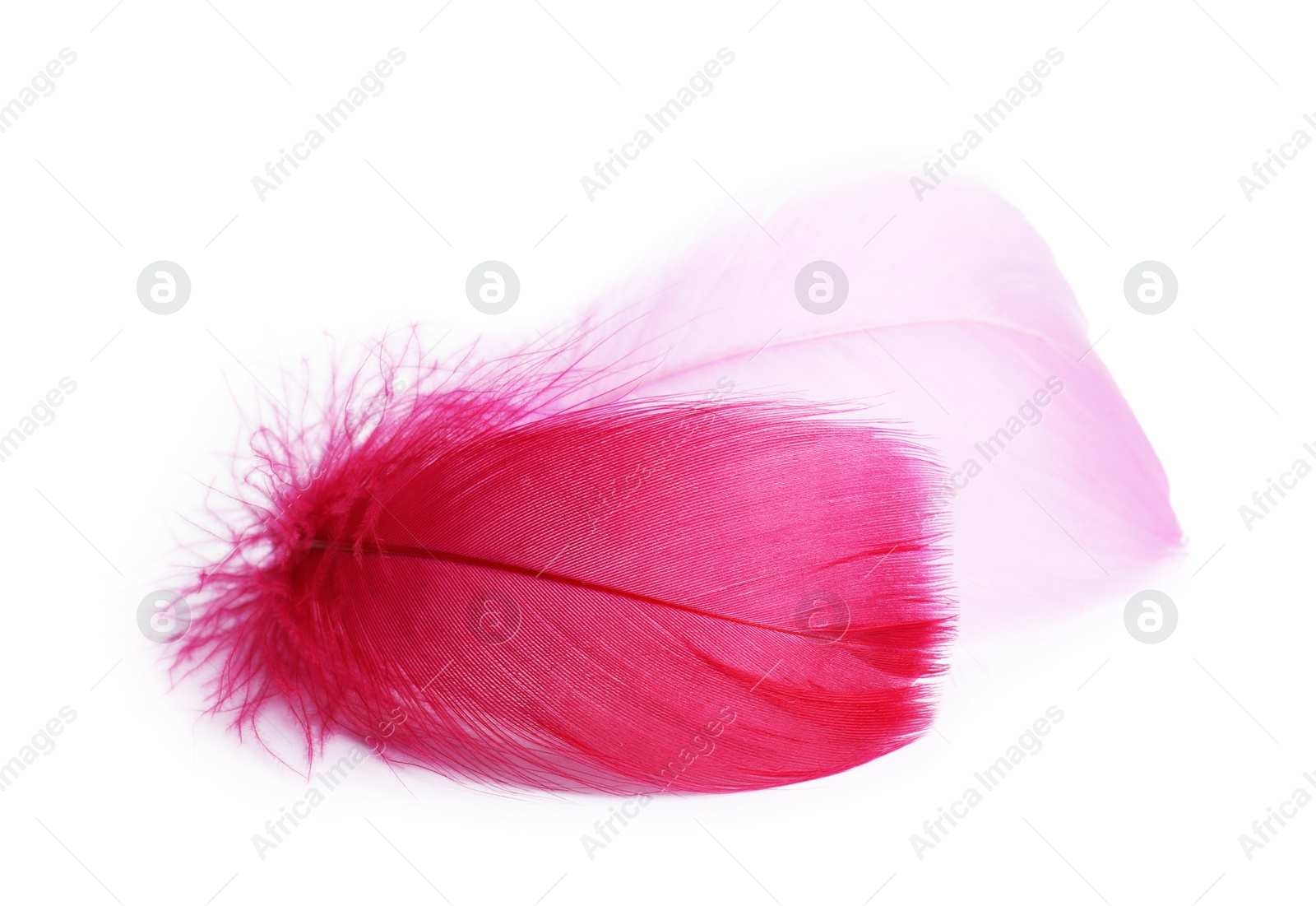 Photo of Two fluffy light feathers isolated on white