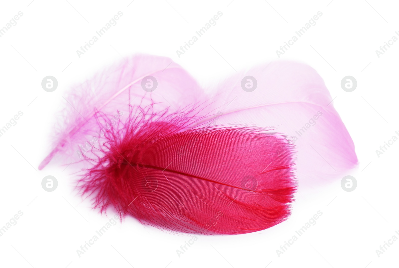 Photo of Three fluffy light feathers isolated on white