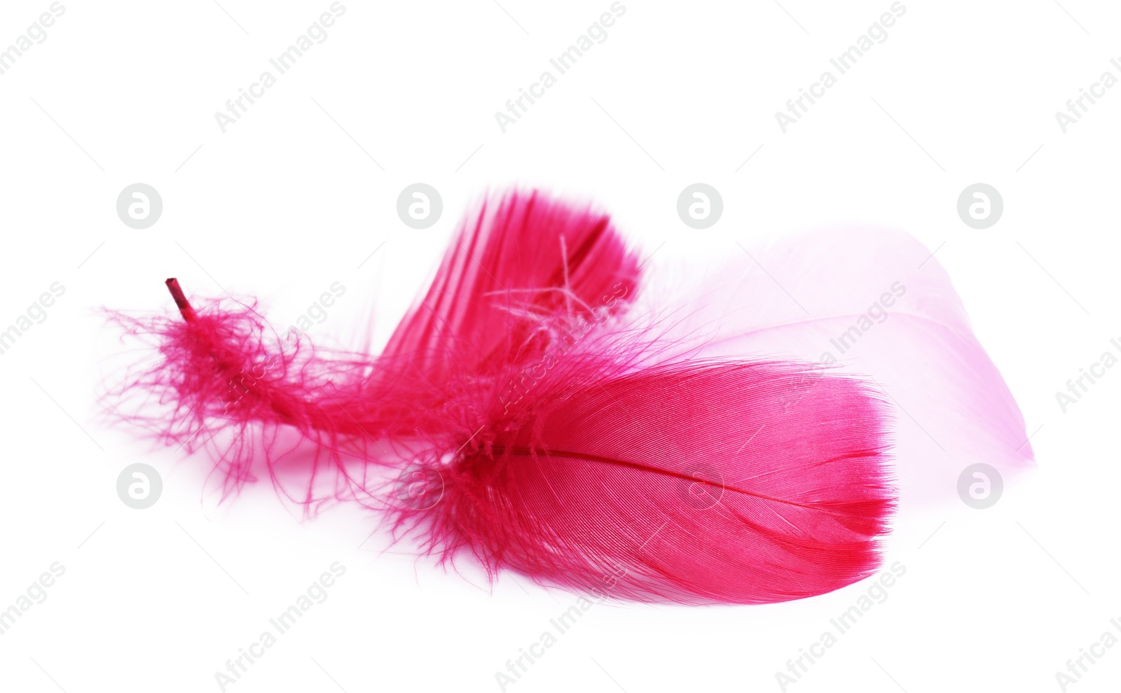 Photo of Three fluffy light feathers isolated on white