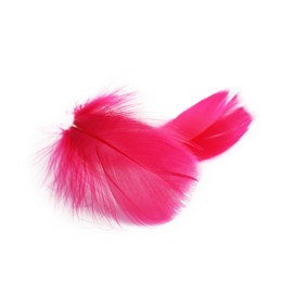 Photo of Two fluffy light feathers isolated on white