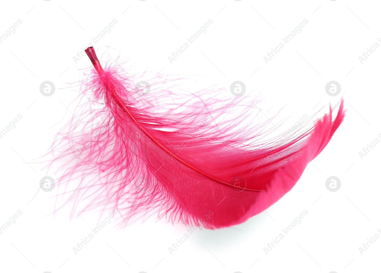 Photo of One fluffy light feather isolated on white