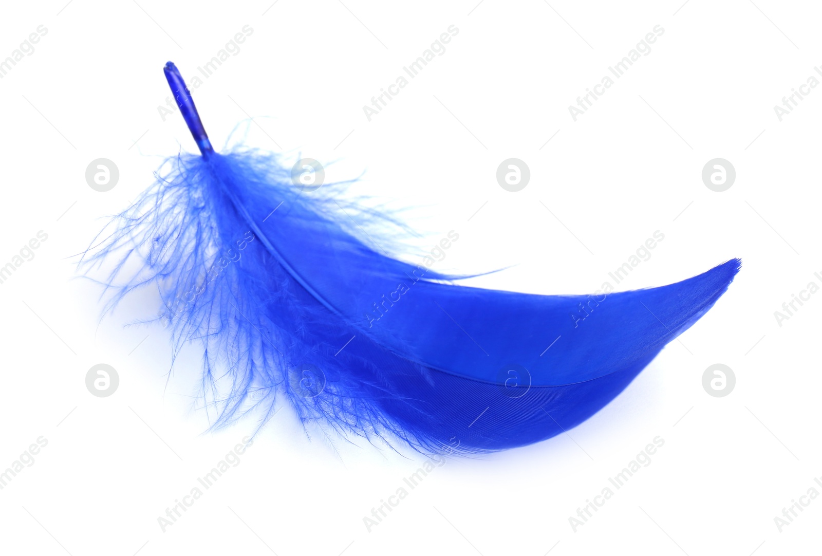 Photo of One fluffy light feather isolated on white