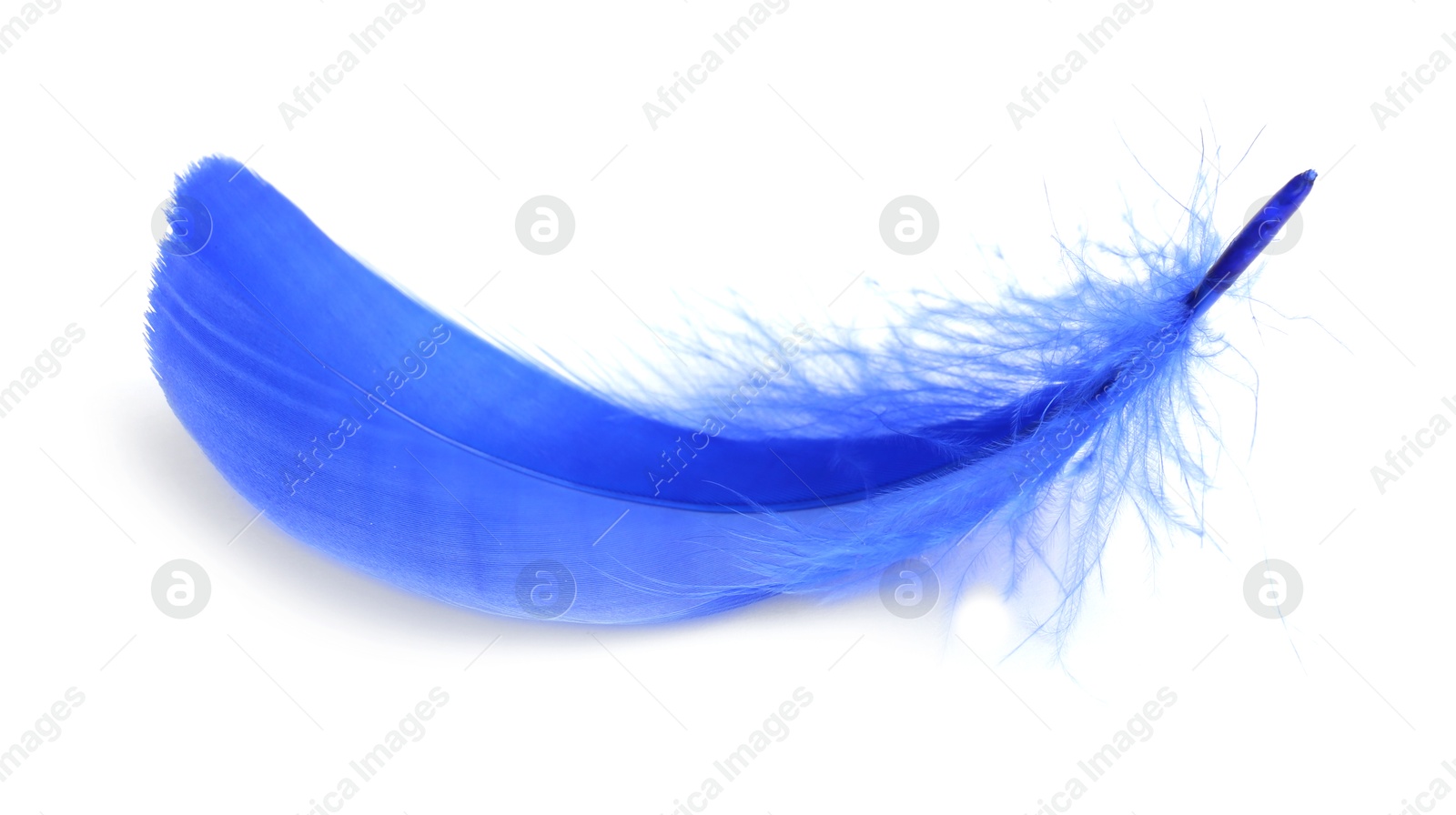 Photo of One fluffy light feather isolated on white