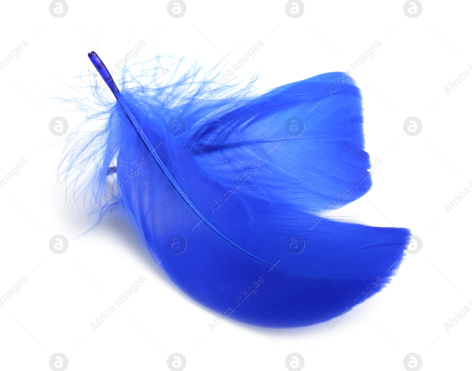 Photo of Two fluffy light feathers isolated on white