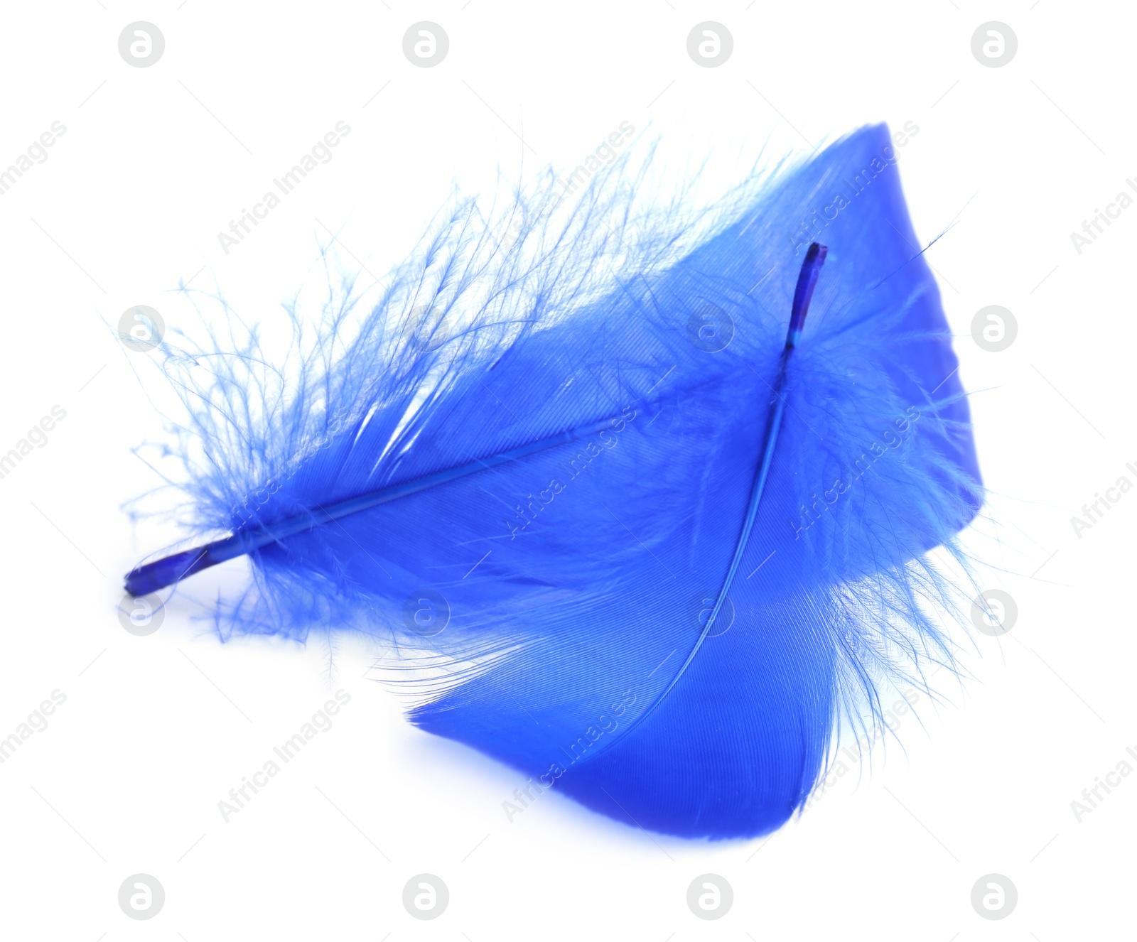 Photo of Two fluffy light feathers isolated on white