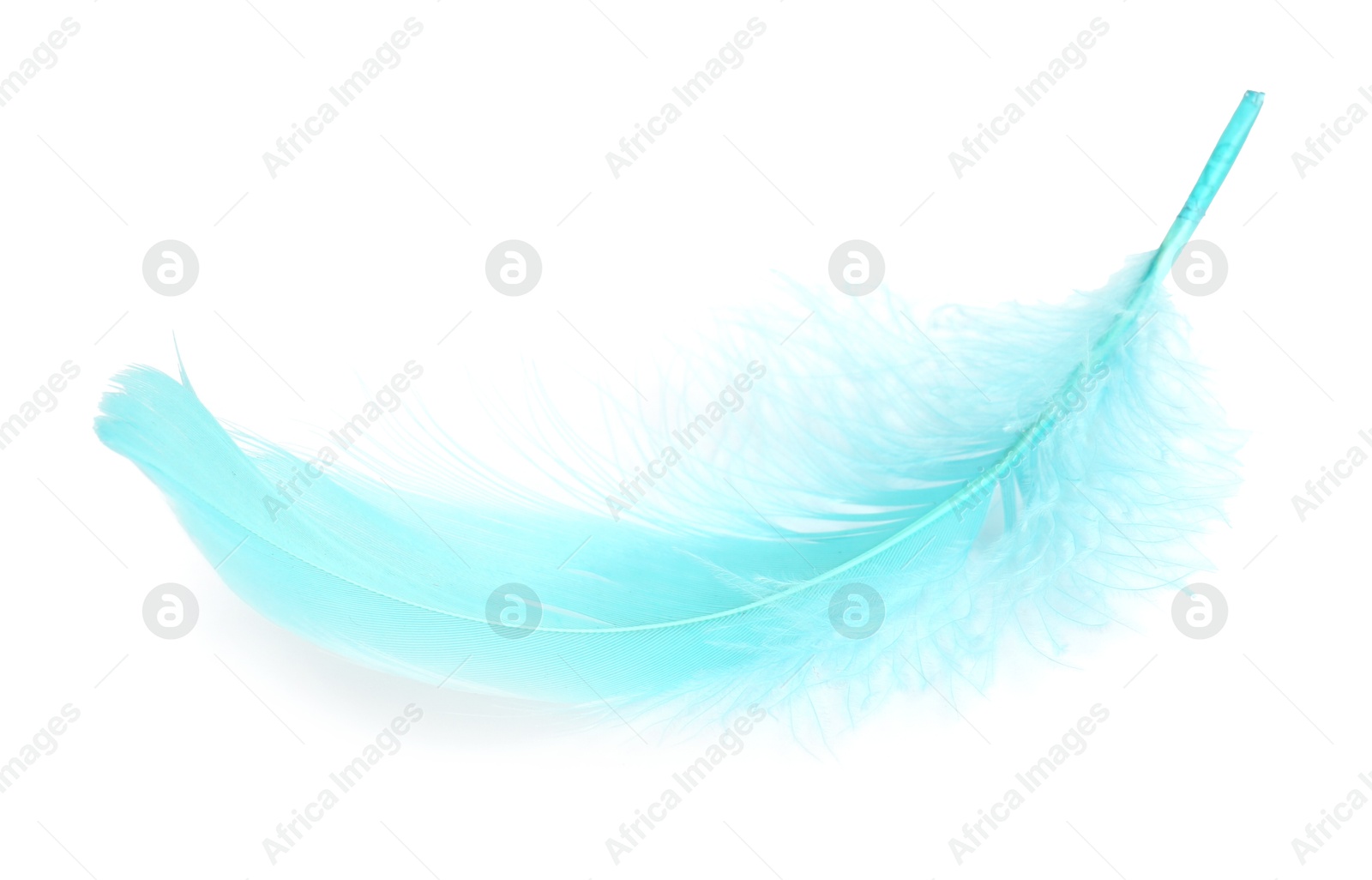 Photo of One fluffy light feather isolated on white