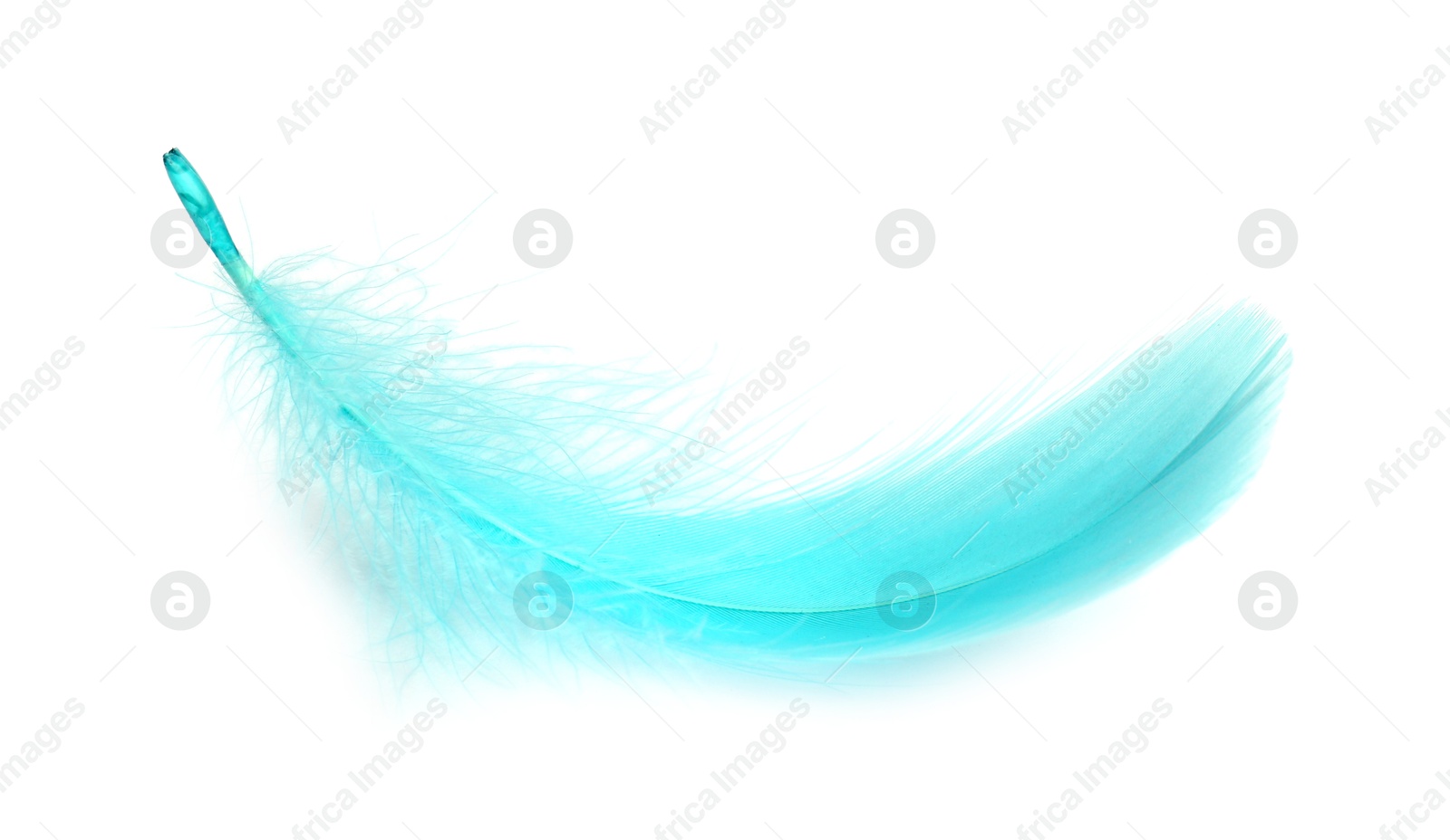 Photo of One fluffy light feather isolated on white