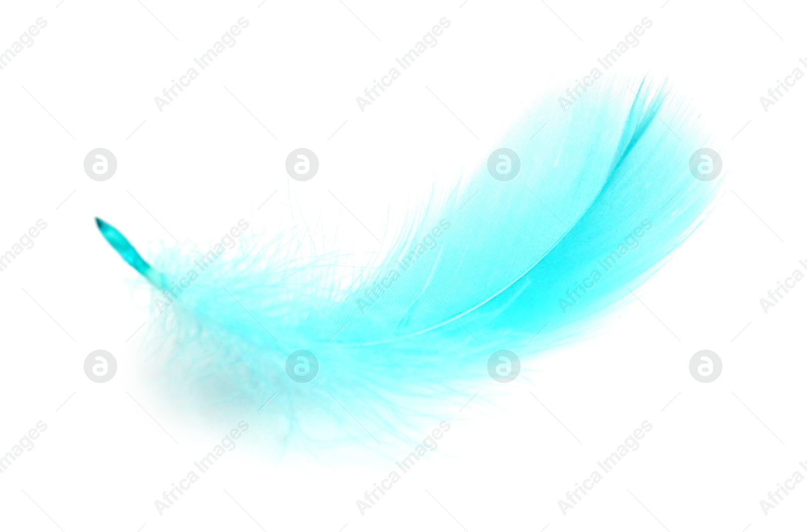 Photo of One fluffy light feather isolated on white