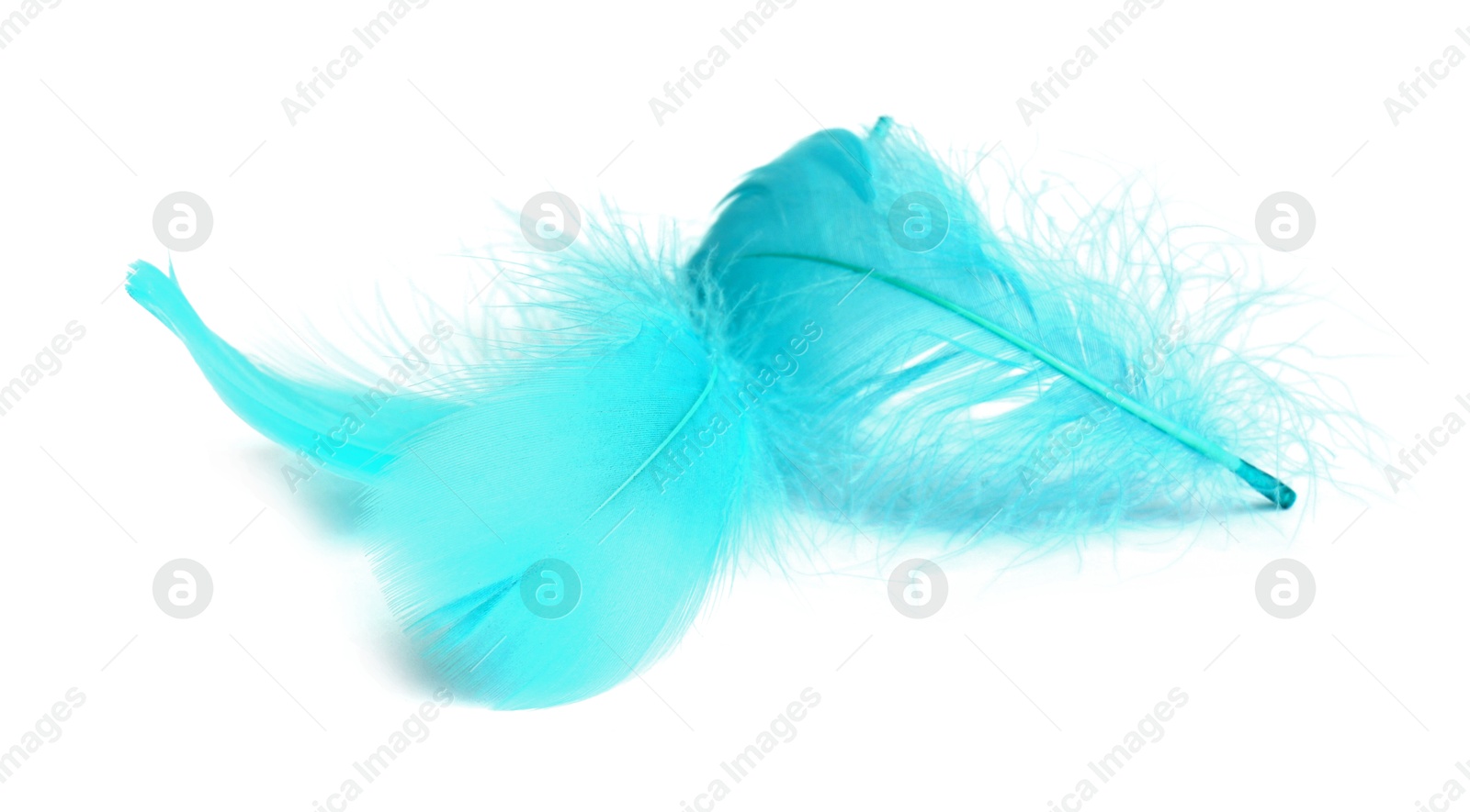 Photo of Three fluffy light feathers isolated on white