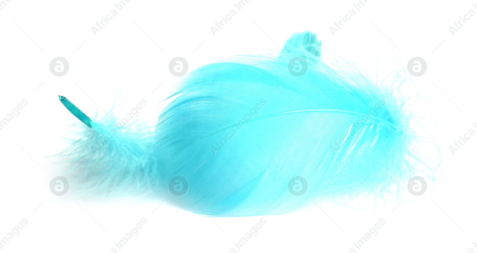 Photo of Two fluffy light feathers isolated on white