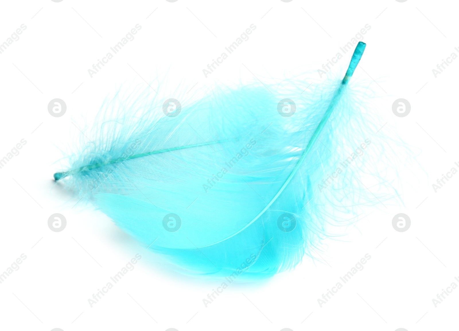 Photo of Two fluffy light feathers isolated on white