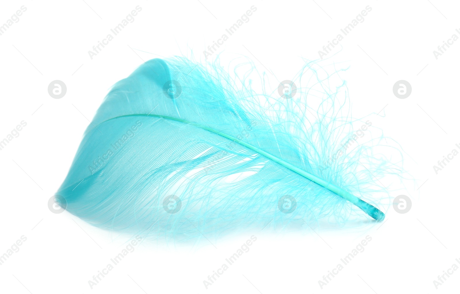 Photo of One fluffy light feather isolated on white